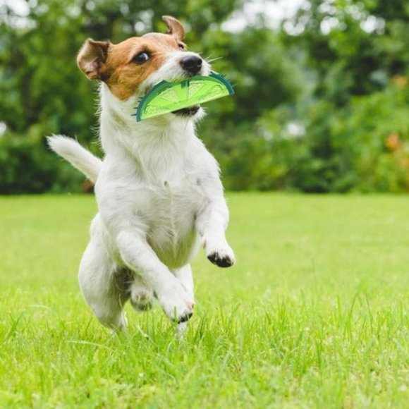 New Large Freezable Pet Teether Cooling Chew Toy Watermelon, - Picture 3 of 7
